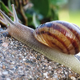 Illustration for article titled Here's How You Can Get Meningitis From A Snail